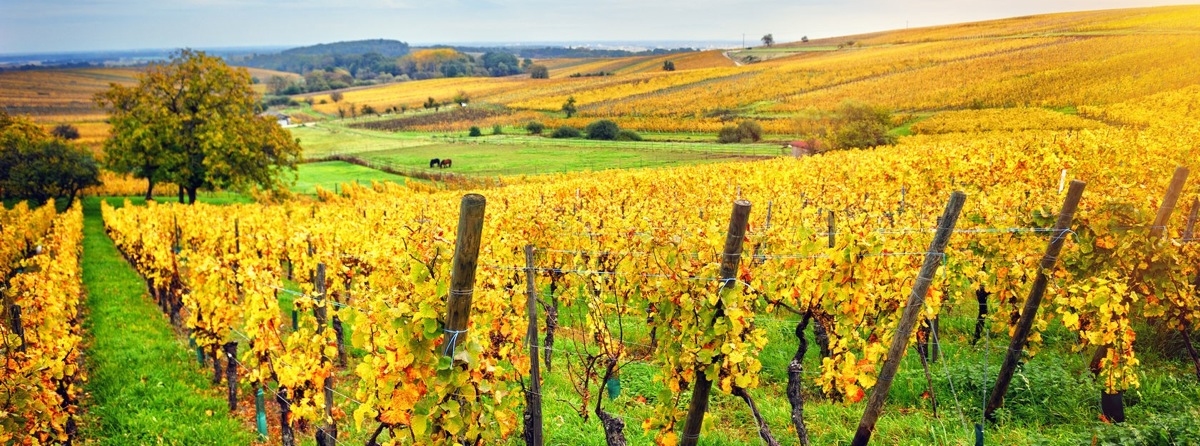 La Strada Dei Vini In Alsazia Saporie