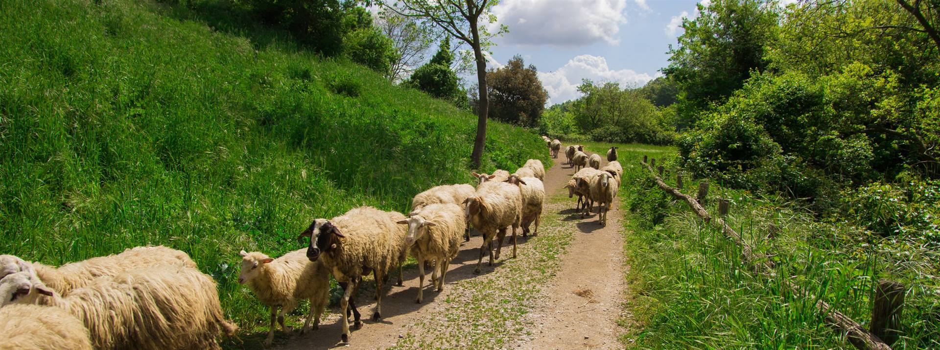 Un'esperienza di transumanza in Molise